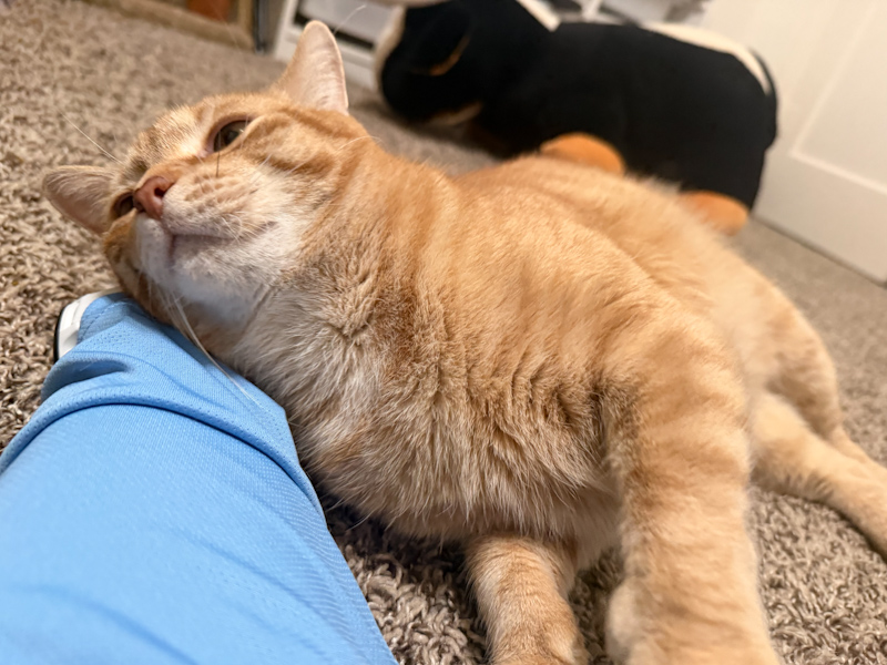 Cheeto profile picture