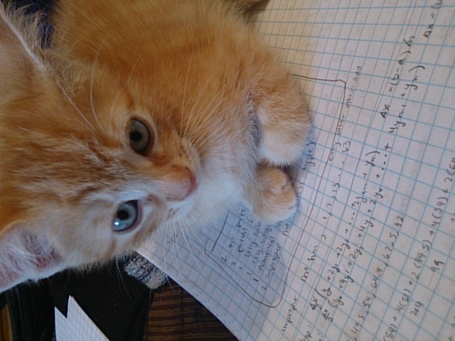Orange kitten sitting on handwritten notebook paper.