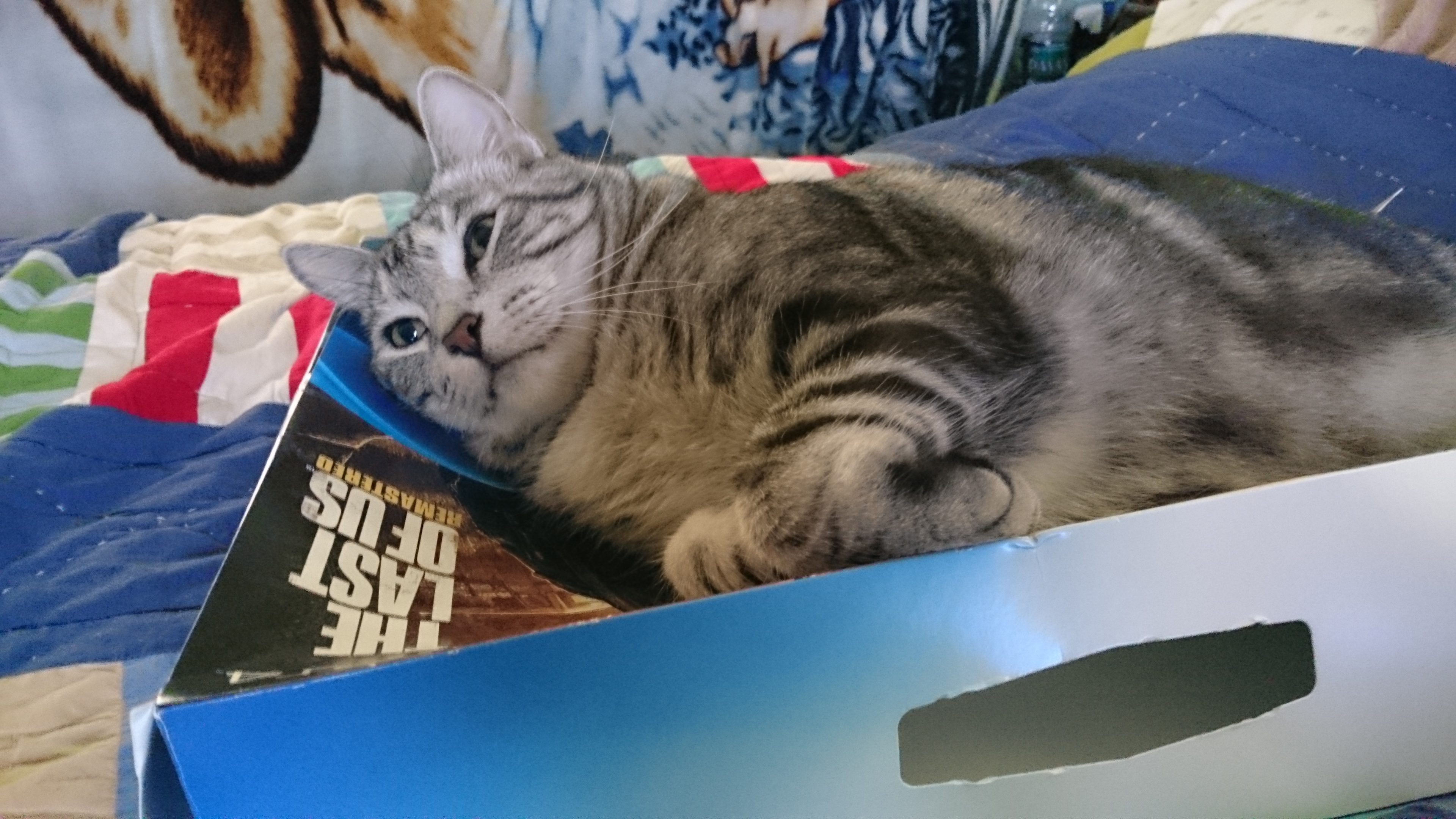 Gray tabby cat resting on a PS4 box.